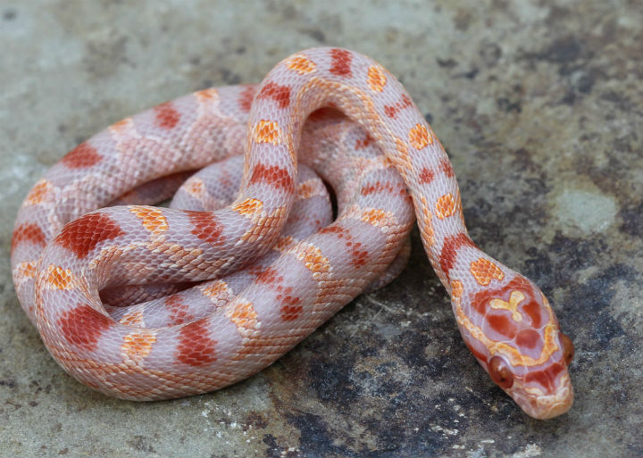 Reverse Okeetee Corn Snake.